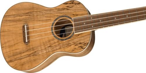 Fender Zuma Exotic Concert Ukulele, Spalted Maple